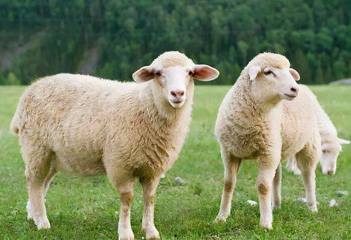 羊吃蜜瓜喂羊视频,羊吃蜜瓜喂羊温馨瞬间