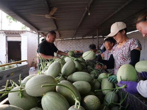 兰州瓜去哪吃,盘点兰州必尝的瓜果美食地
