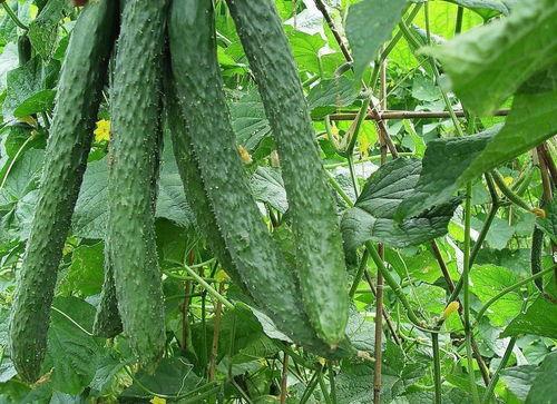 荒岛吃梨瓜,揭秘荒岛吃梨瓜的生存智慧