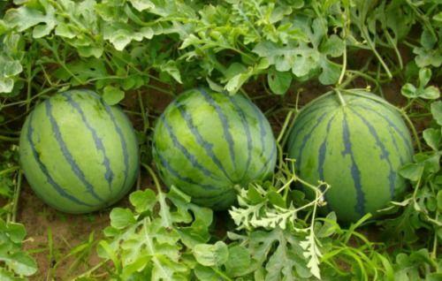 吃瓜米多瓜品种有哪些,吃瓜米多瓜品种大盘点