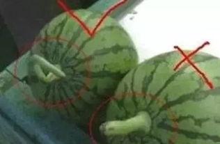 最正确的吃瓜方式,健康美味两不误