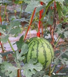 出生就有吃瓜,从出生就开启的吃瓜之旅