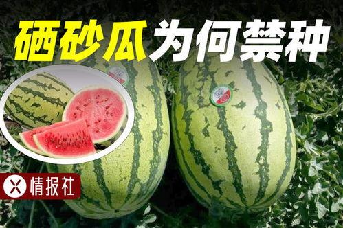 吃瓜情报,吃瓜情报大揭秘