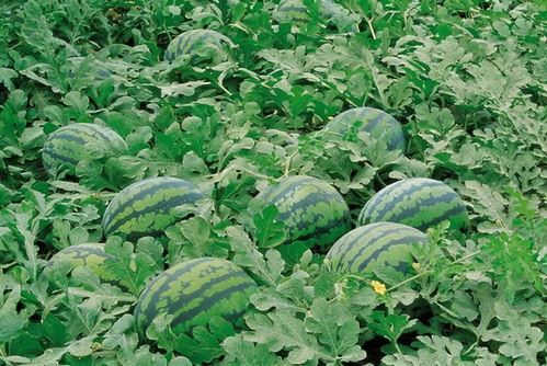 潜江雾livehouse吃瓜