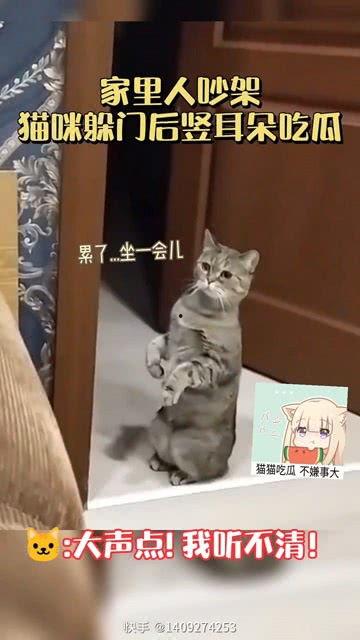 吵架后猫吃瓜,猫成“吃瓜群众”,萌态十足