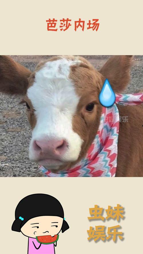 抖音吃瓜客,揭秘网络热点背后的真相与笑料