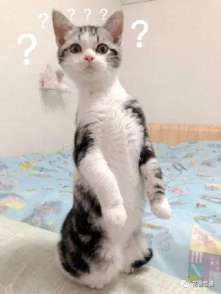 播放猫吃瓜,猫咪大快朵颐瓜果时光