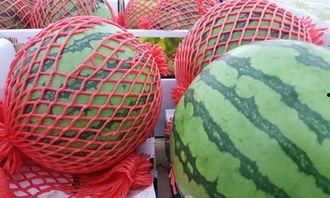 肇庆dna检测吃瓜