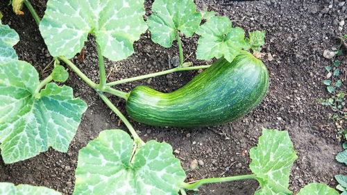 中牟瓠瓜怎么吃,解锁美味新体验