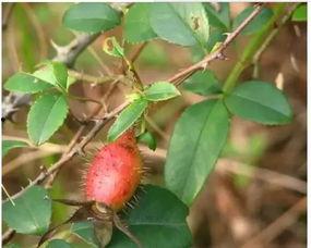 一栗小沙子吃瓜,揭秘吃瓜群众的趣味生活