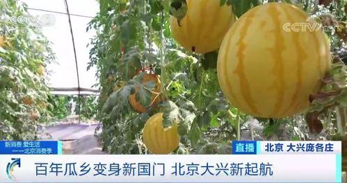 河中央漩涡吃瓜,揭秘河中央神秘吃瓜现象