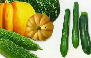 宝宝吃秋瓜,秋瓜营养盛宴助力健康成长