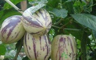 吃茄瓜会过敏吗